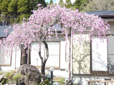 店舗前の庭風景