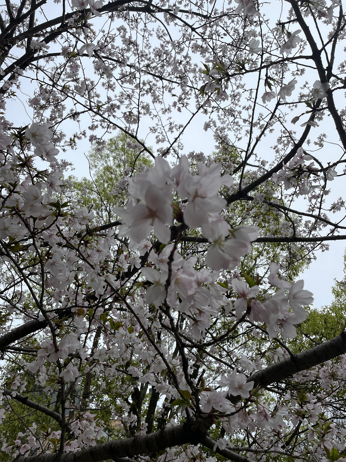 桜1